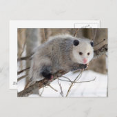 Schattige oppossum briefkaart (Voorkant / Achterkant)