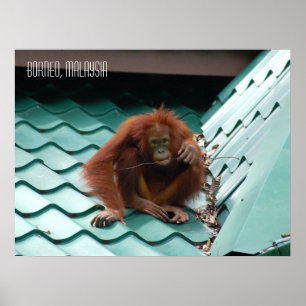 Schattige orang-oetan in Sabah Borneo Jungle Poster
