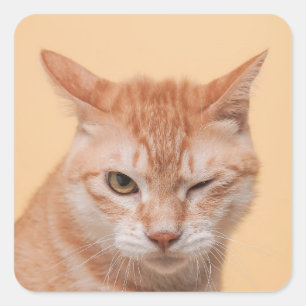 Schattige Oranje Kat Knipogend Dier Natuur Wilde N Vierkante Sticker