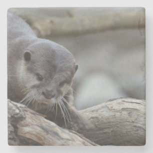 Schattige otter stenen onderzetter