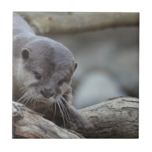 Schattige otter tegeltje