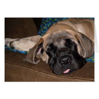 Schattige oversized pup