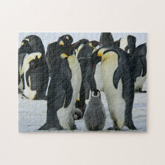 Schattige pinguïn familie Arctic Wildlife Legpuzzel