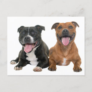 Schattige Pit Bull Puppy Hond Hallo Pitbull Briefkaart