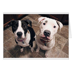 schattige pitbull puppy's honden