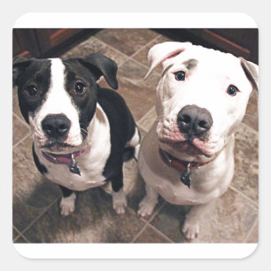 schattige pitbull puppy's honden vierkante sticker