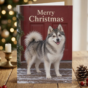 Schattige Pomsky Puppy Hond Liefhebber Prettig Ker Kaart