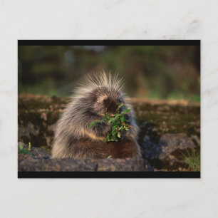Schattige Porcupine Briefkaart