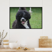 Schattige Portugese waterhond Poster (Keuken)
