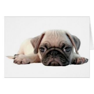 schattige pug
