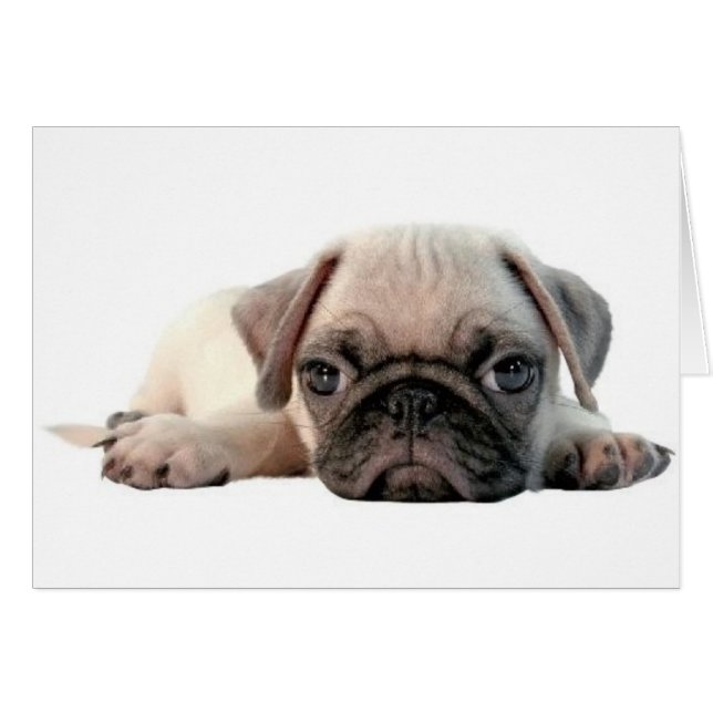 schattige pug (Voorkant Horizontaal)