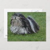 Schattige puli Dog Briefkaart (Voorkant / Achterkant)