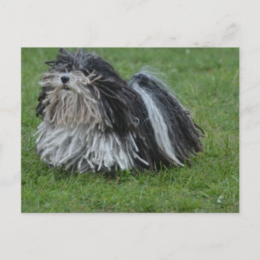 Schattige puli Dog Briefkaart (Voorkant)