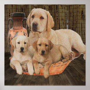 schattige puppies poster