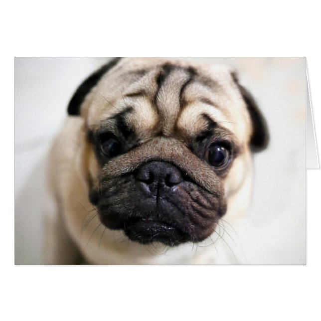 Schattige Puppy Eyes Pug (Voorkant Horizontaal)