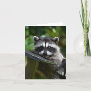 Schattige Raccoon Baby! Kaart
