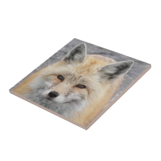 Schattige Red Fox Wildlife Foto Tegeltje (Zijkant)