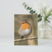 Schattige Robin Close Up DIY Briefkaart (Staand voorkant)