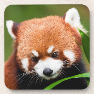 Schattige Rode Panda Bier Onderzetter