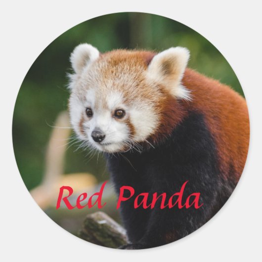 Schattige rode panda foto ronde sticker (Voorkant)