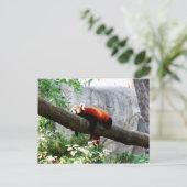 schattige rode panda gek briefkaart (Staand voorkant)