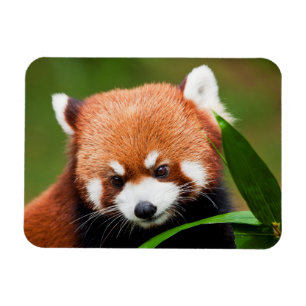 Schattige Rode Panda Magneet
