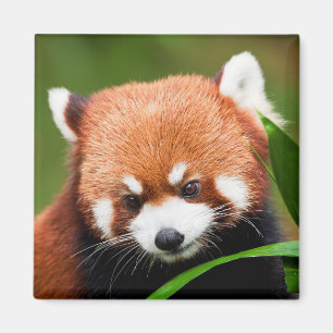 Schattige Rode Panda Magneet