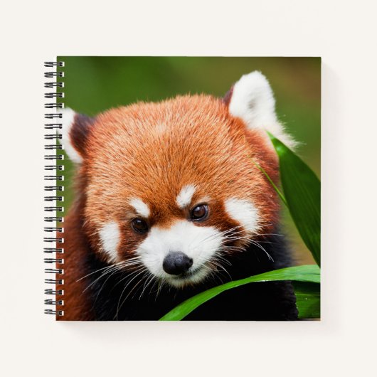 Schattige Rode Panda Notitieboek (Voorkant)