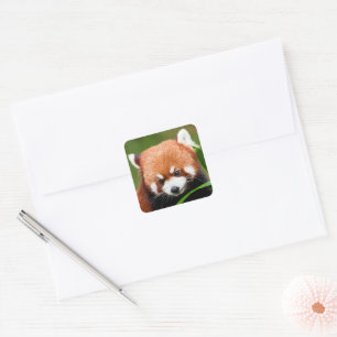 Schattige Rode Panda Vierkante Sticker