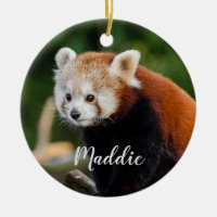Schattige Rode Panda Vuur Vos Persoonlijk