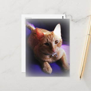 Schattige rode tabby op een paarse bank briefkaart