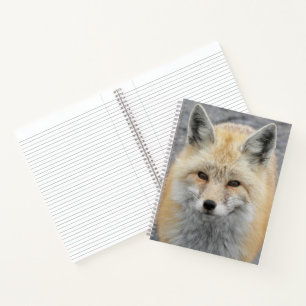 Schattige Rode Vos Wilde Natuur Foto Notitieboek