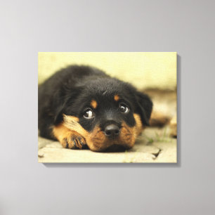 Schattige rottweiler canvas afdruk