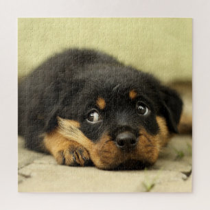 Schattige rottweiler legpuzzel