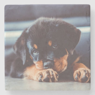 Schattige rottweiler Puppy Dog Resting Stenen Onderzetter