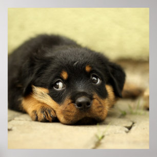 Schattige Rottweiler Puppy Poster