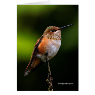 Schattige Rufous Hummingbird op Branch