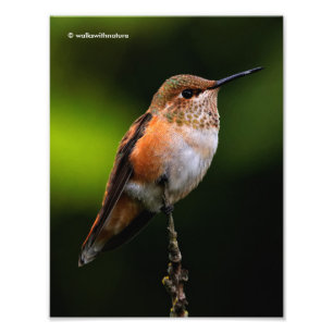 Schattige Rufous Hummingbird op Branch Foto Afdruk