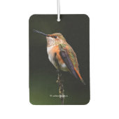 Schattige Rufous Hummingbird op Branch Luchtverfrisser (Voorkant)