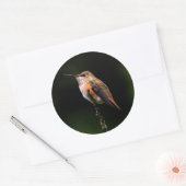 Schattige Rufous Hummingbird op Branch Ronde Sticker (Envelop)