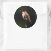 Schattige Rufous Hummingbird op Branch Ronde Sticker (Tas)