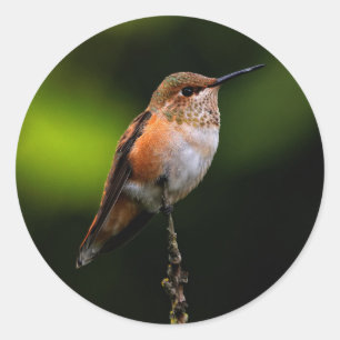 Schattige Rufous Hummingbird op Branch Ronde Sticker
