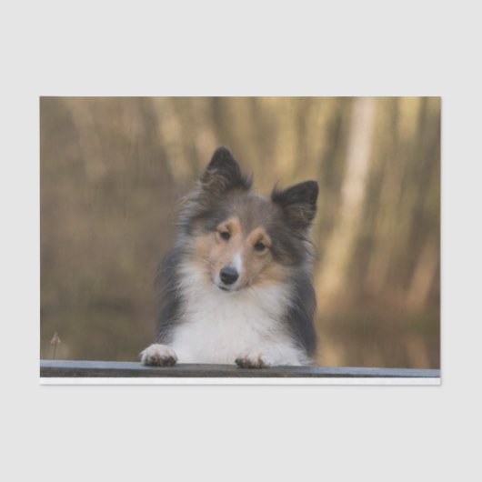 Schattige Sable Sheltie, Shetland Sheepdog Puppy Tissuepapier (Voorkant)