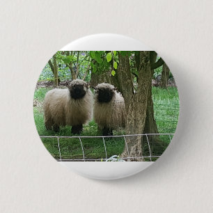 Schattige schapen ronde button 5,7 cm