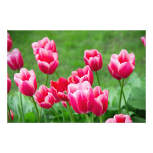 Schattige scharlaken tulpen in de tuin foto afdruk