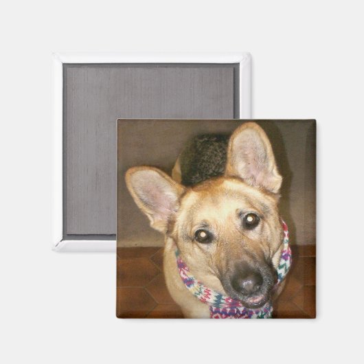 Schattige Schattig Duits Herdershond Zwart & Tan Magneet (Voorkant / Achterkant)