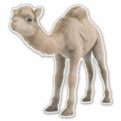Schattige Schattigee Baby Camel Sticker - (Voorkant)
