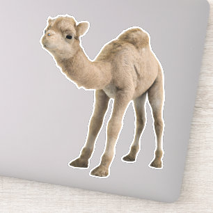 Schattige Schattigee Baby Camel Sticker -