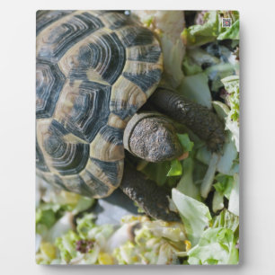Schattige Schildpad Fotoplaat