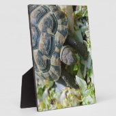 Schattige Schildpad Fotoplaat (Zijkant)